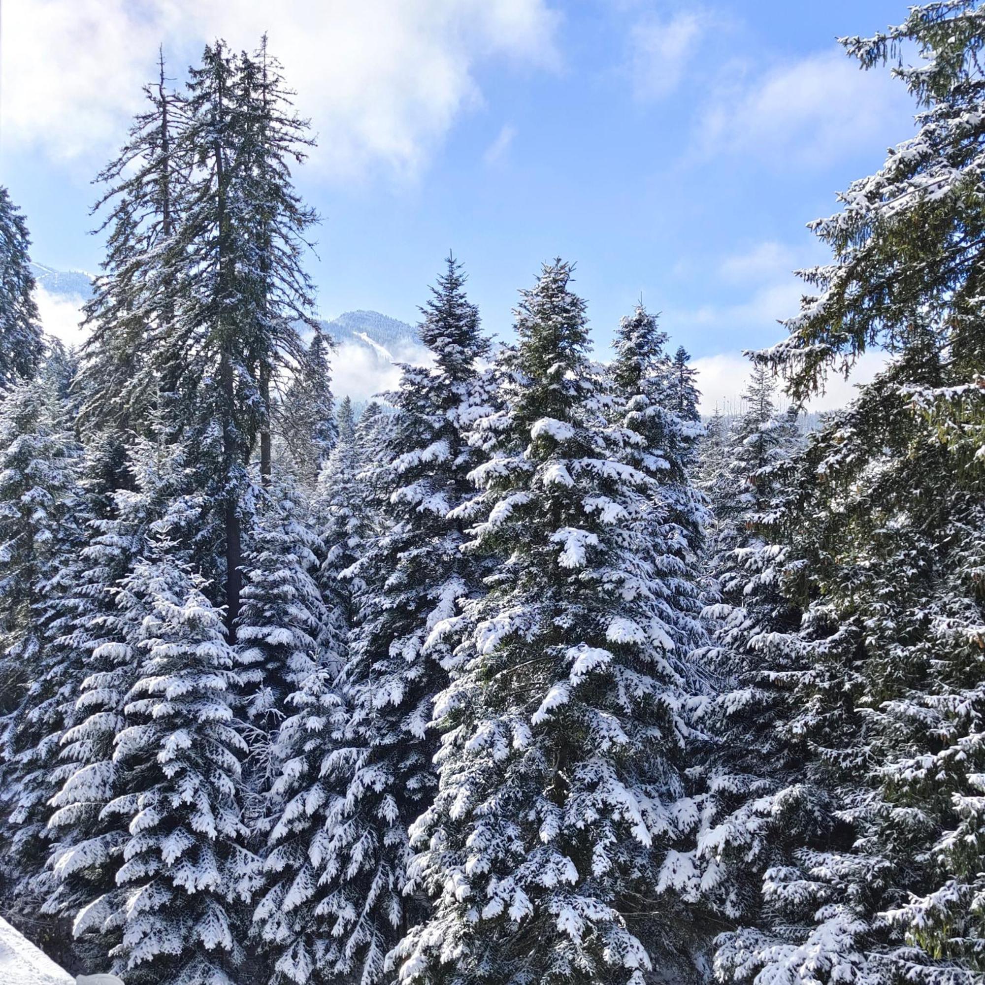Borovets Dream Studio Bagian luar foto